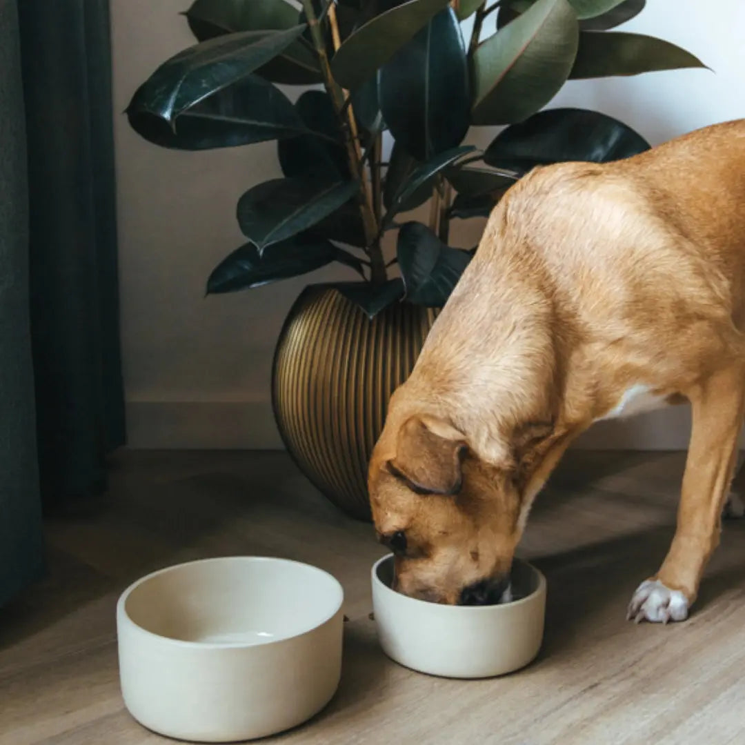 Μπολ Κατοικιδίου Fennec | Χειροποίητο με Ματ Υφή Phos & Gaia