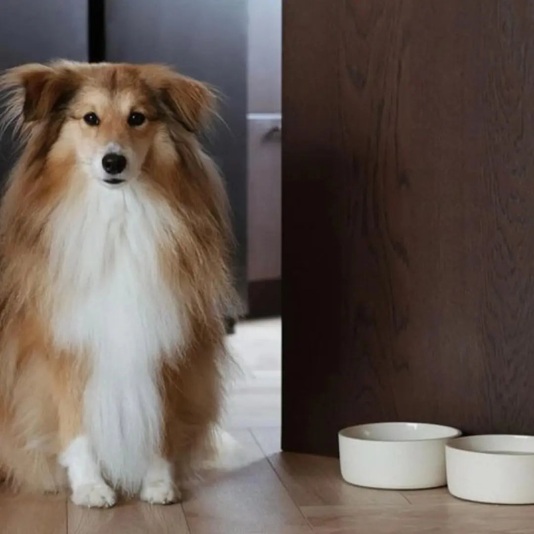 Μπολ Κατοικιδίου Fennec | Χειροποίητο με Ματ Υφή Phos & Gaia