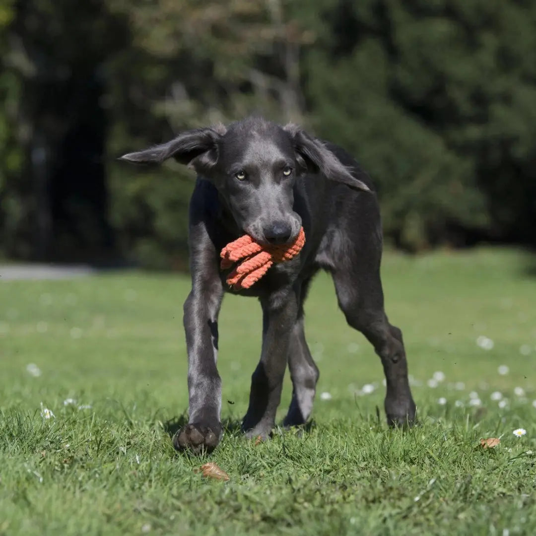 Παιχνίδι Σκύλου Squidward | Με Πλεκτά Πλοκάμια για Μάσημα Phos & Gaia