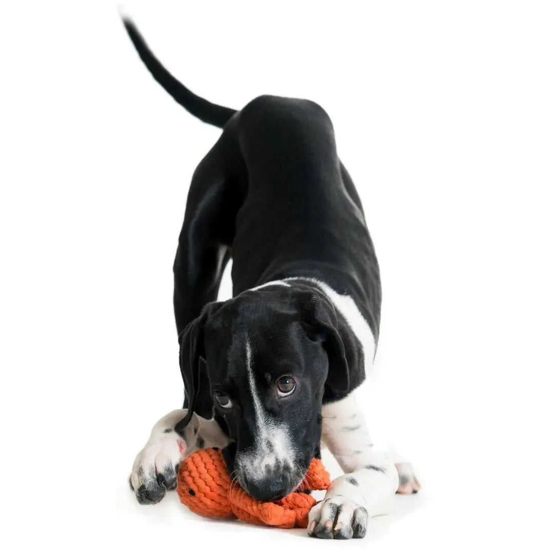 Παιχνίδι Σκύλου Squidward | Με Πλεκτά Πλοκάμια για Μάσημα Phos & Gaia