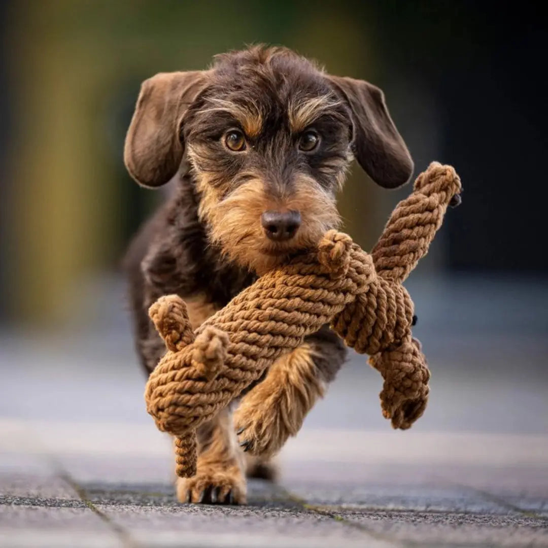 Παιχνίδι Σκύλου Diego | Βαμβακερό για Μάσημα & Παιχνίδι Phos & Gaia