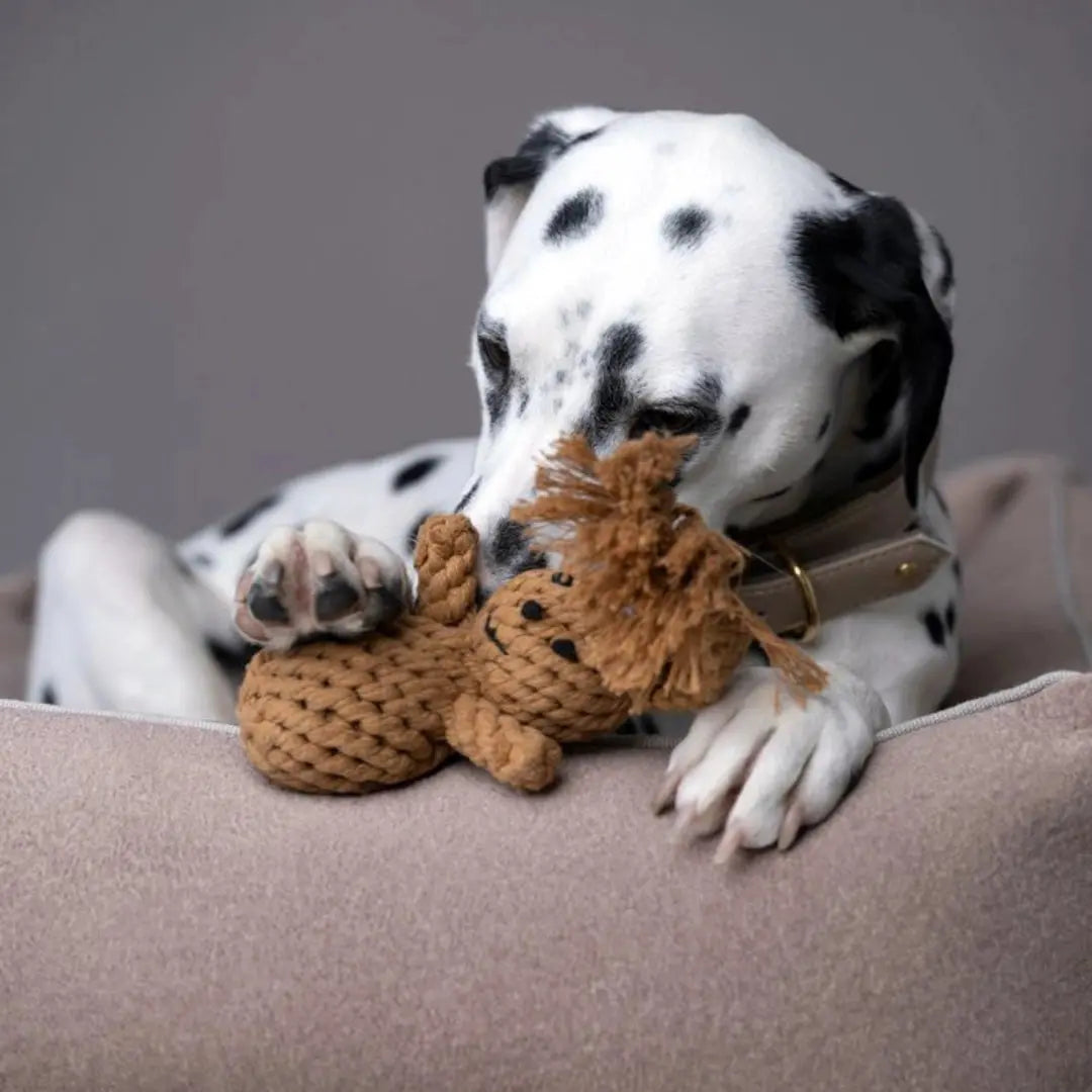 Παιχνίδι Σκύλου Λαγουδάκι | Για Μάσημα & Επαναφορά Phos & Gaia