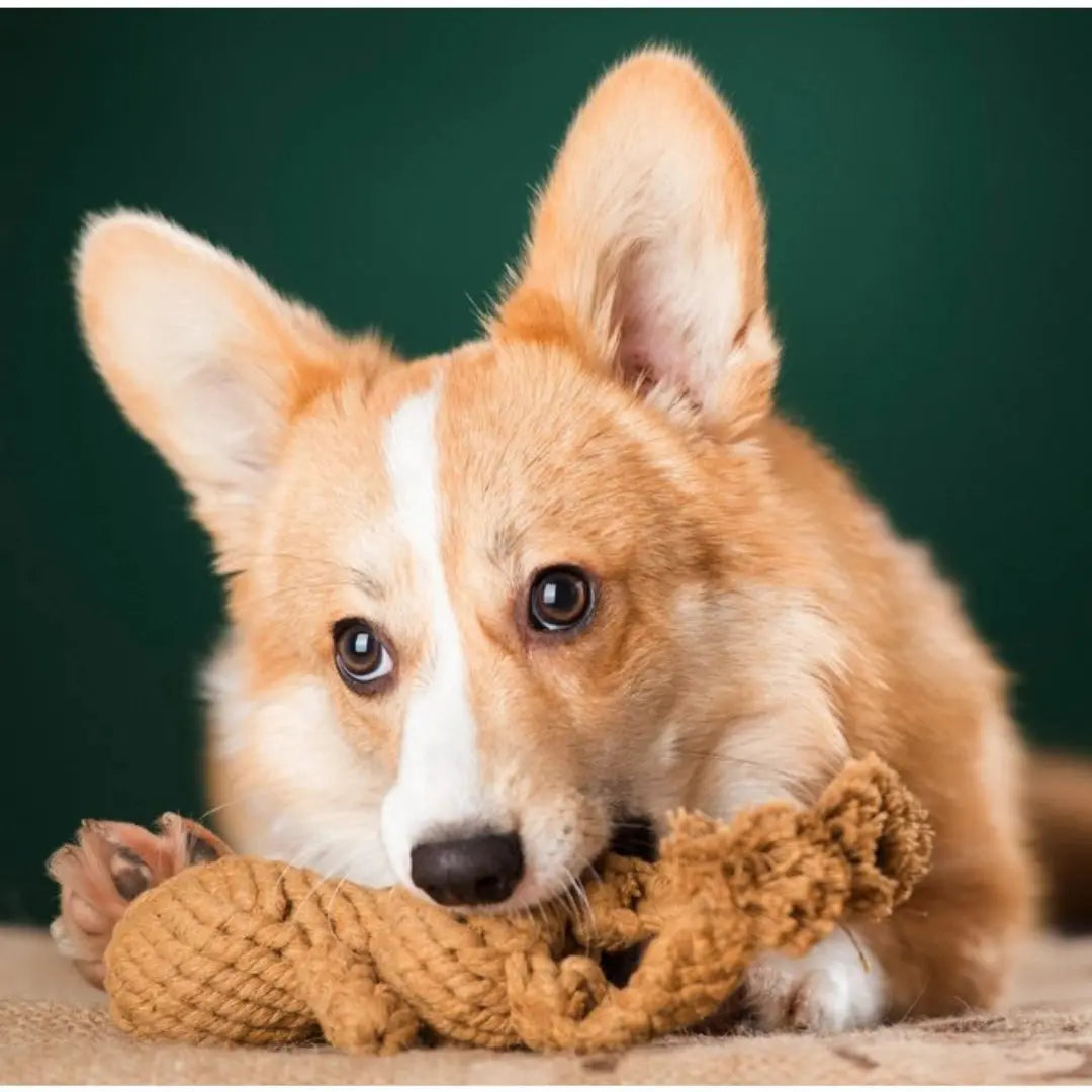 Παιχνίδι Σκύλου Λαγουδάκι | Για Μάσημα & Επαναφορά Phos & Gaia