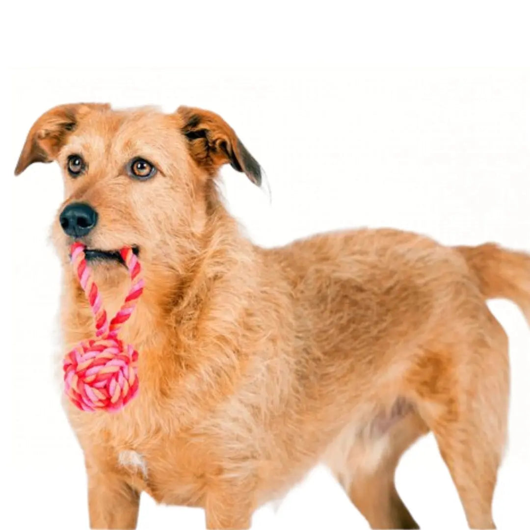 Βαμβακερή Μπάλα Σκύλου | Για Μάσημα & Παιχνίδι Phos & Gaia