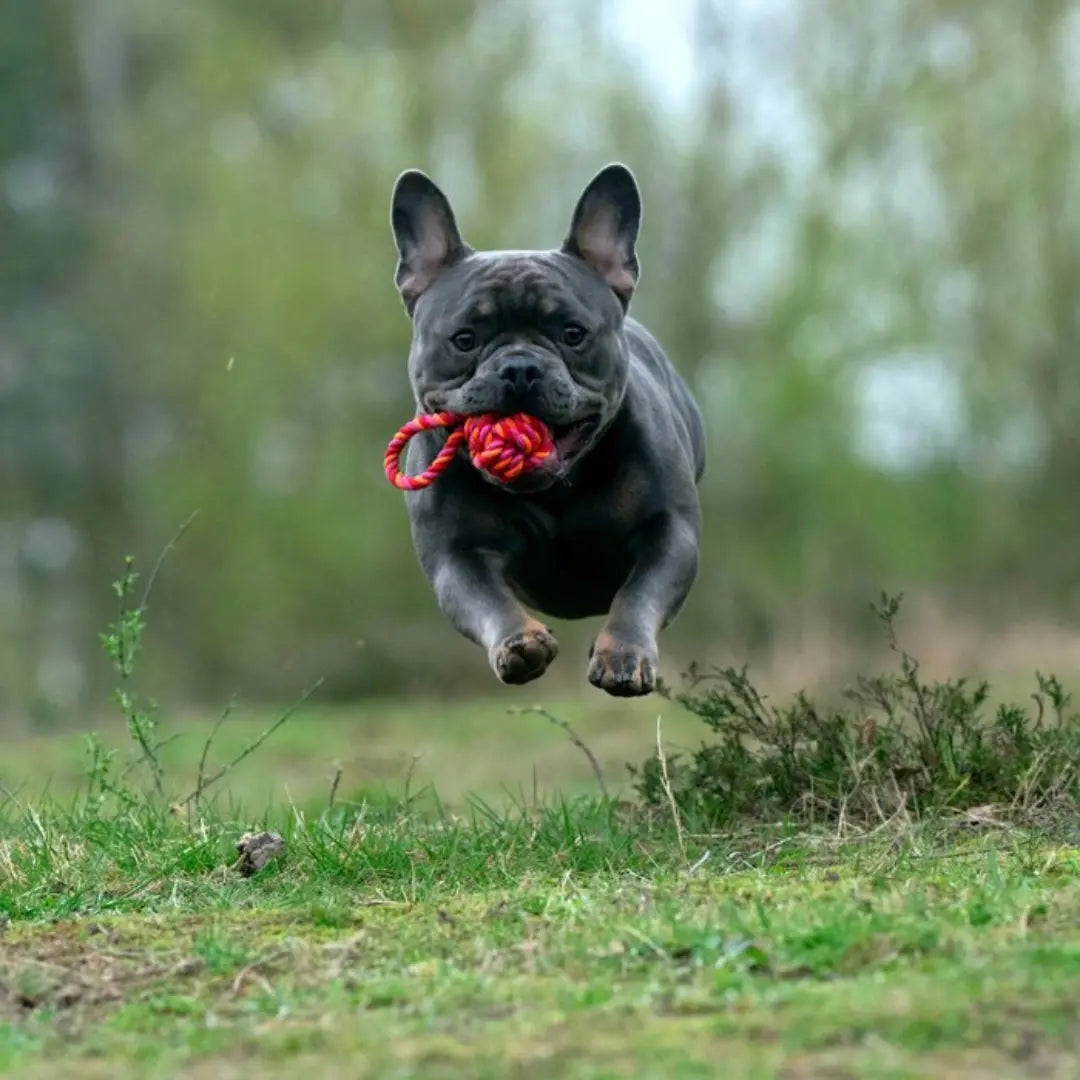 Βαμβακερή Μπάλα Σκύλου | Για Μάσημα & Παιχνίδι Phos & Gaia