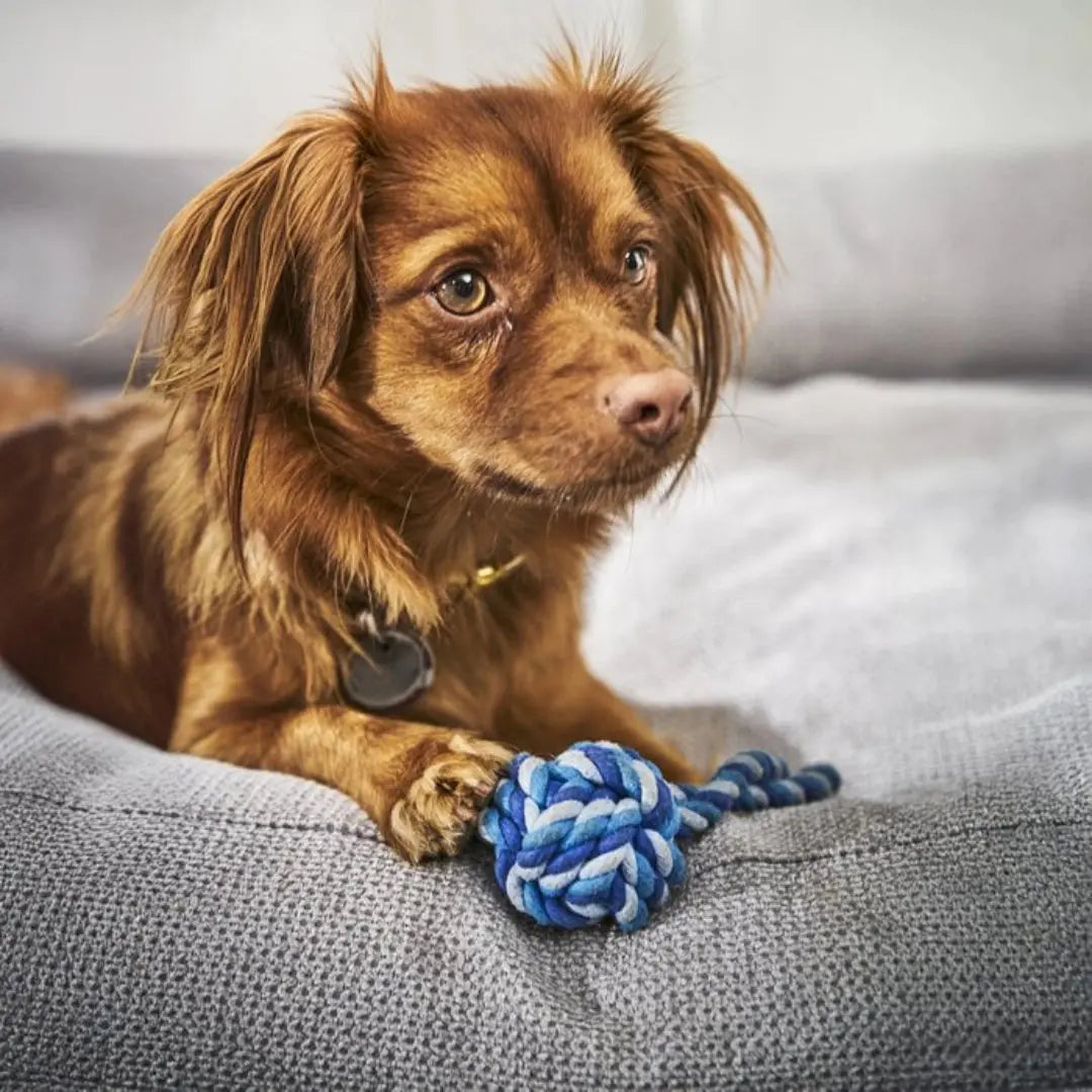 Βαμβακερή Μπάλα Σκύλου | Για Μάσημα & Παιχνίδι Phos & Gaia
